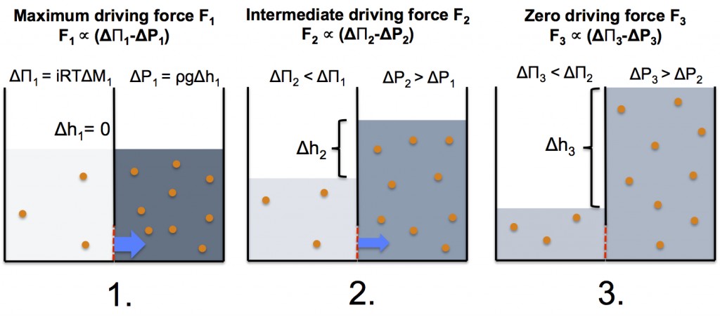 This diagram illustrates a forward osmosis process in action