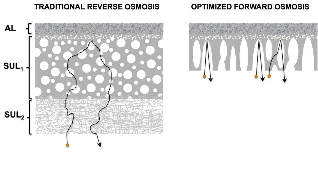 Schematic diagram of the membrane structures of reverse osmosis and forward osmosis membranes