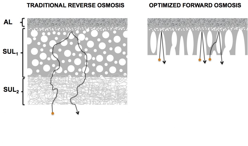 Schematic diagram of the membrane structures of reverse osmosis and forward osmosis membranes