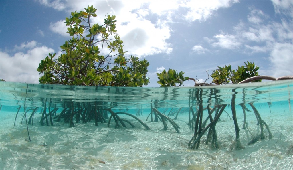 Forward osmosis is responsible for water uptake in the roots of plants