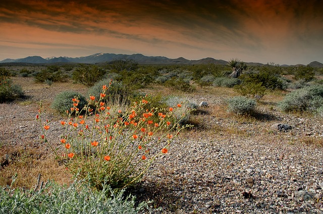 Reversing desertification by use of forward osmosis processes