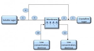 Forward osmosis process for dissolving and diluting sucrose in industrial production