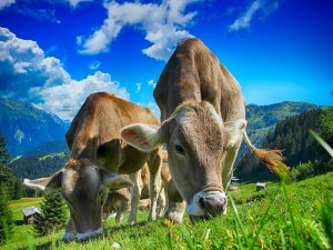 Forward osmosis in the dairy industry